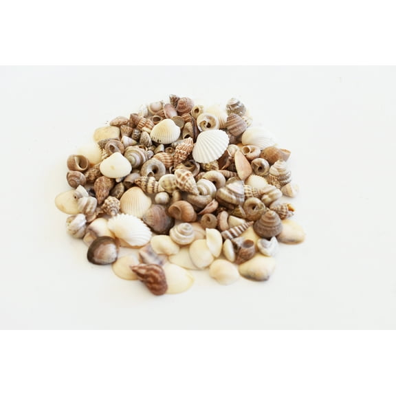 4 oz (1 Cup) Tiny Indian Ocean Shells Mix Mini Shells 1/4" Seashells Crafts Beach Decor Sailors Valentines