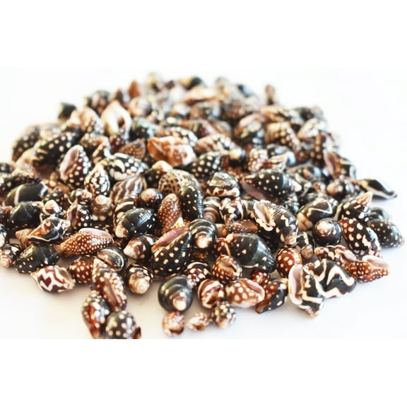 4 oz (250+) Tiny Nassa Columbella Mini Shells (7-14 mm) Beach Arts Crafts Hobby Sailors Valentines