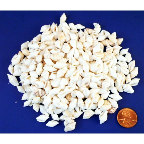 4 oz (300) Tiny White Nassa Mini Shells (1/4-5/8") Beach Arts Crafts Hobby