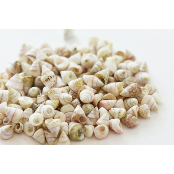 4 oz Baggie (600+) Very Tiny Venetian Pearls Mini Shells 1/4" (6mm) Sailors Valentine Crafts Beach Hobby Scrapbooking
