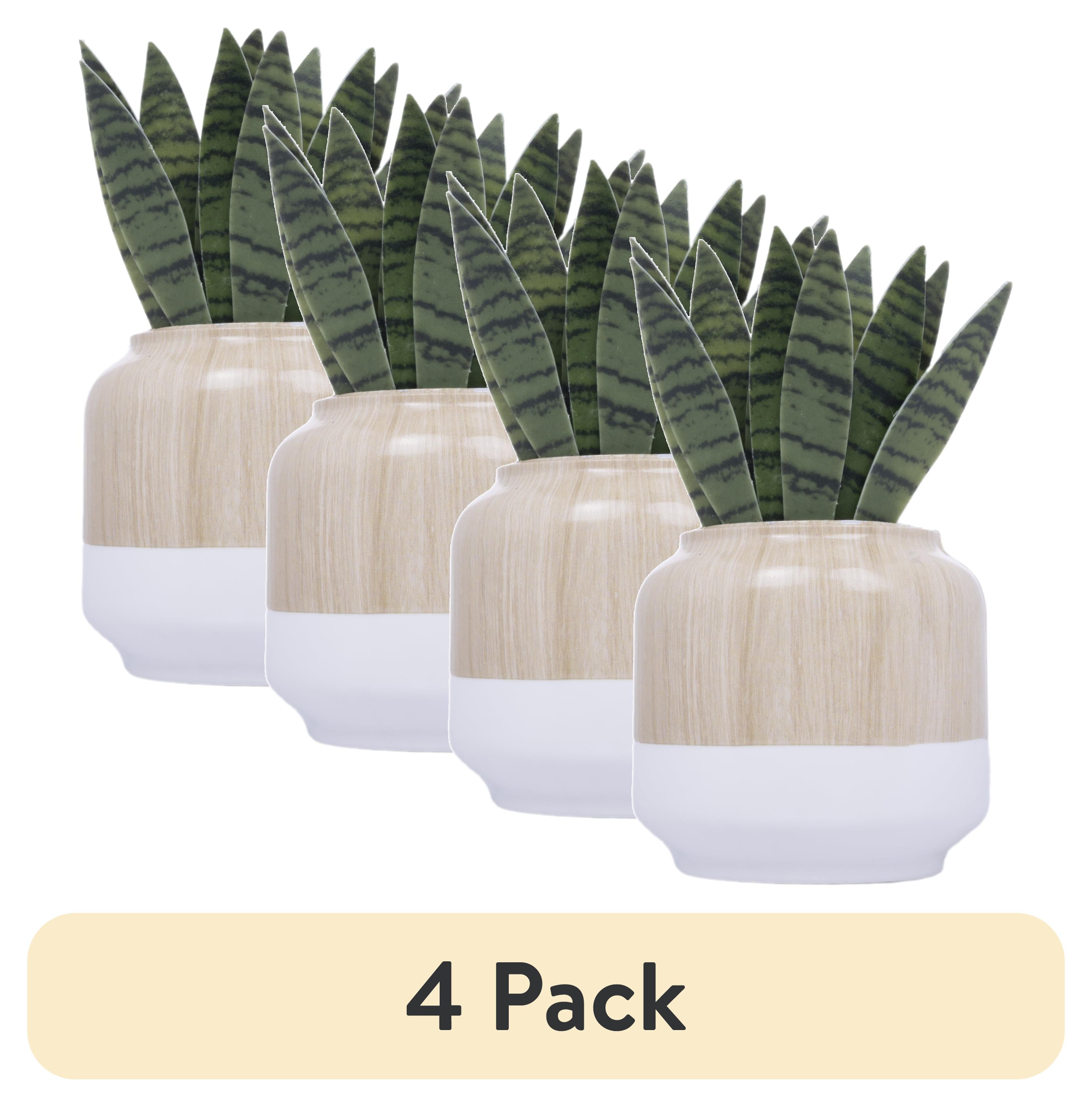 (4 pack) Better Homes & Gardens Aroma Accents Fragrance Plug, Snake Plant