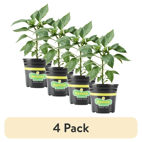 (4 pack) Bonnie Plants Jalapeo Hot Pepper 2.32 qt.