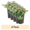 thumbnail image 1 of (4 pack) Bonnie Plants Peppermint 19.3 oz., 1 of 12