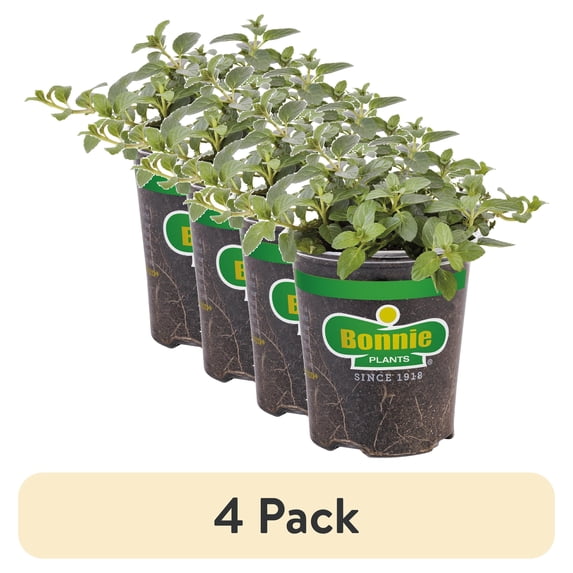 (4 pack) Bonnie Plants Peppermint 19.3 oz.