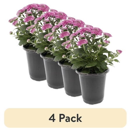 (4 pack) Expert Gardener 1.0PT Purple Mum Live Plant in Grower Pot