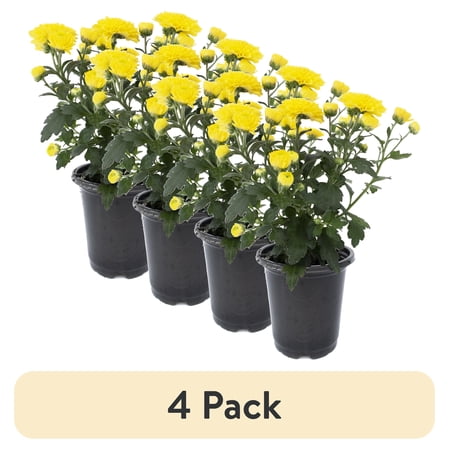 (4 pack) Expert Gardener 1.0PT Yellow Mum Live Plant in Grower Pot