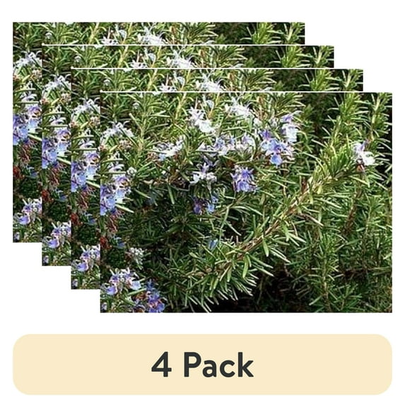 (4 pack) Expert Gardener Rosemary Live Plants
