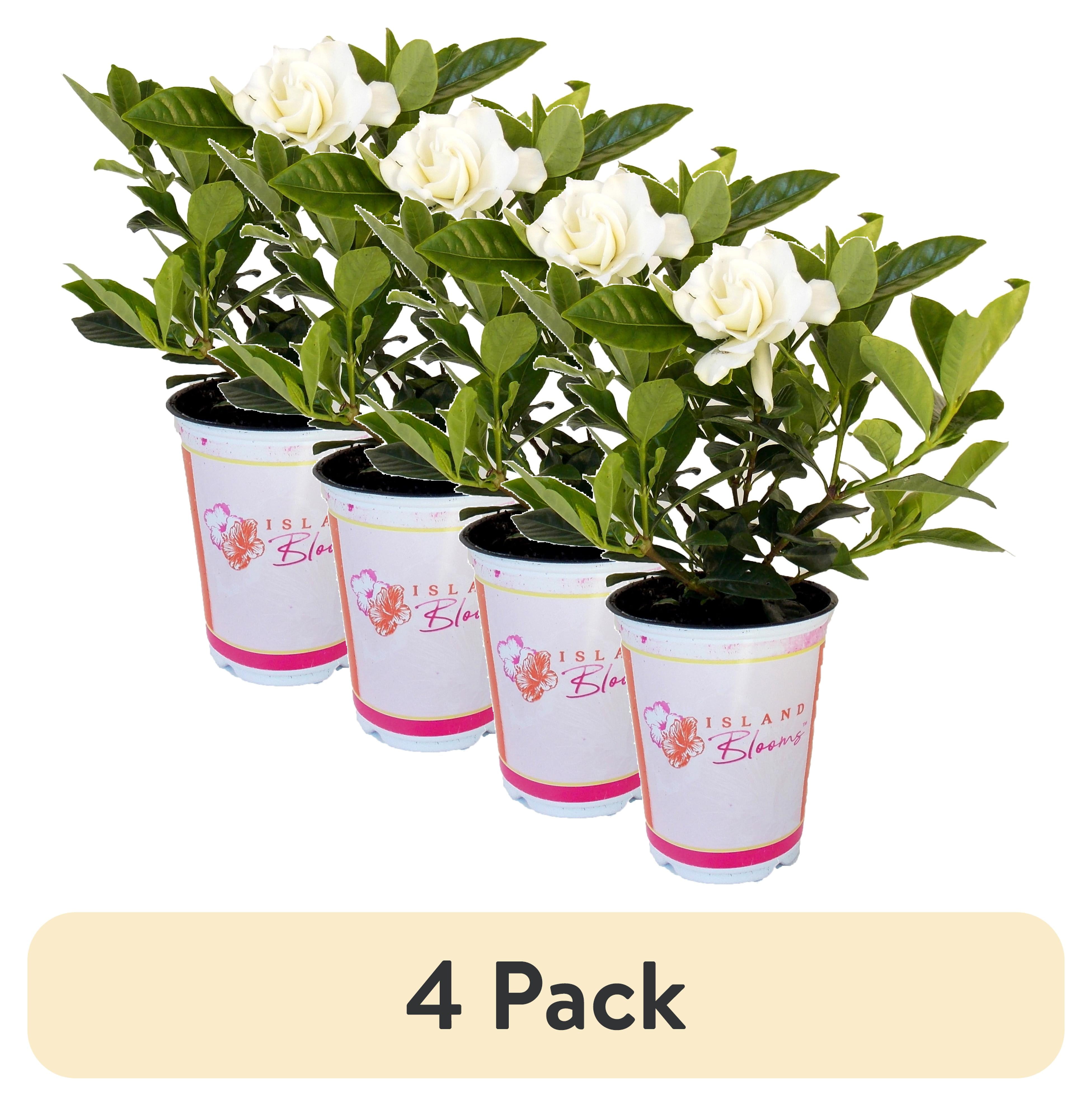 (4 pack) Island Blooms Gardenia Live Plants