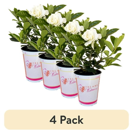 (4 pack) Island Blooms Gardenia Live Plants