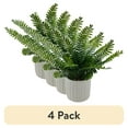 thumbnail interactive-video image 1 of (4 pack) Mainstays 12in Indoor Artificial Boston Fern in Pot, Weight 1.5lb, 1 of 7