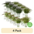 thumbnail image 1 of (4 pack) Mainstays 6" Artificial Air Plant Picks, Multiple Colors, 1 of 6