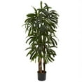 thumbnail image 1 of 4&rsquo; Raphis Palm Tree, 1 of 1