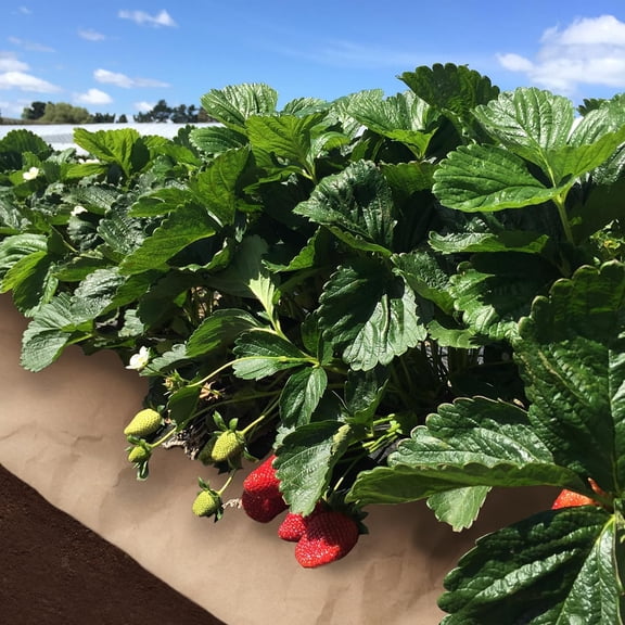 4 x 50 Ft Paper Weed Barrier Heavy Duty Landscape Fabric Garden Bed Grass Garden Paper Weed Control Barrier Weed Paper for Landscaping