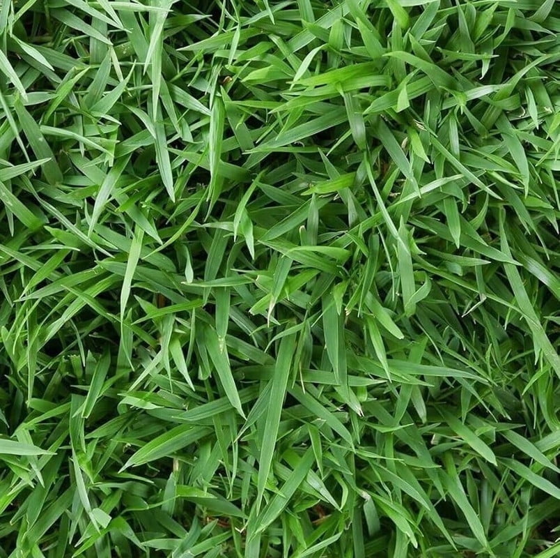 40,000 Emerald Zoysia Grass Seeds - Zoysia 'Emerald' - Lawn Grass