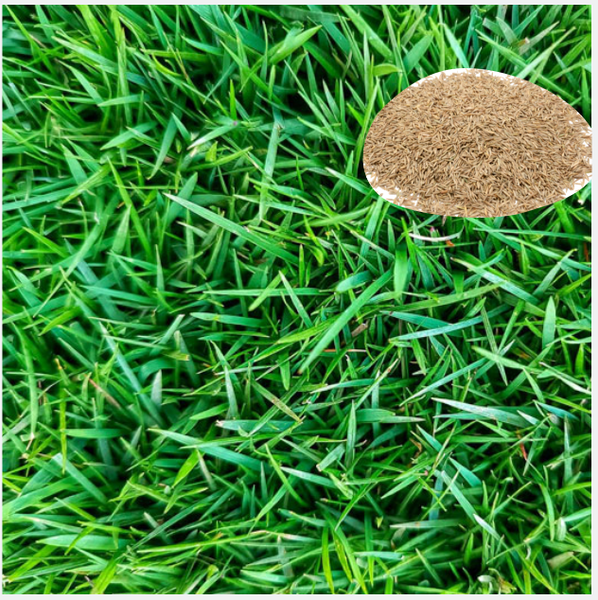 40.000 Zoysia Emerald Grass Seeds for Lawn, Zoysia Grass Lawngrass Seeds Emerald Zoysia Ornamental Grasses Seed