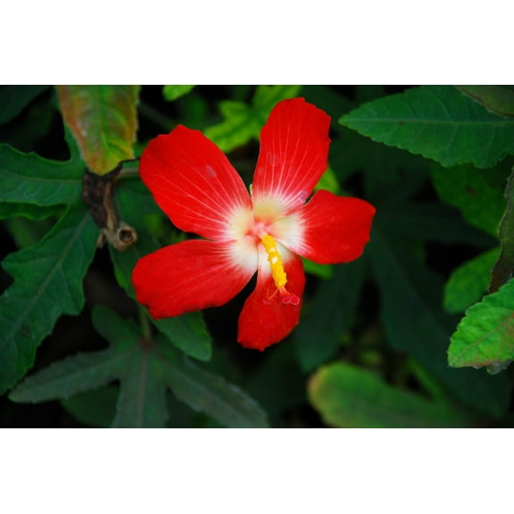 40 AMBRETTE / MUSK MALLOW Hibiscus Abelmoschus Moschatus Flower Seeds