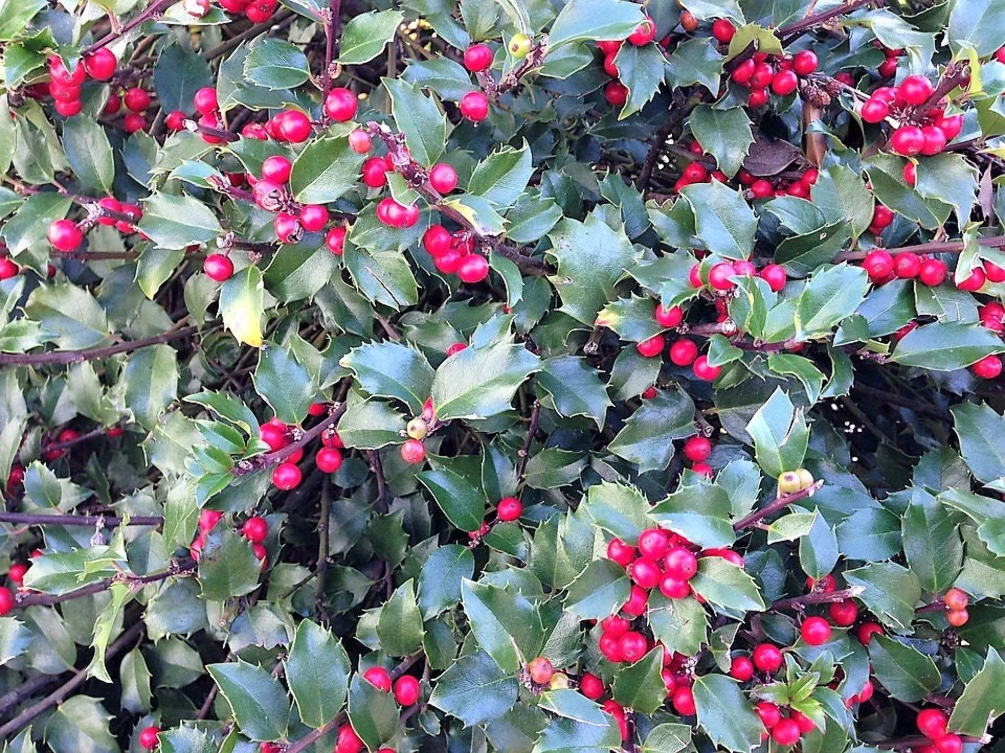 40 AMERICAN HOLLY Ilex Opaca Tree Shrub Evergreen Red Berry Seeds - aka White Holly, Prickly Holly, Christmas Holly, Yule Holly - image 1 of 11