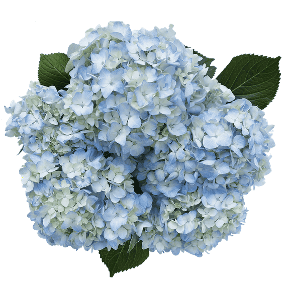 40 Blue Hydrangea Flowers- Beautiful Fresh Cut Flowers- Express Delivery