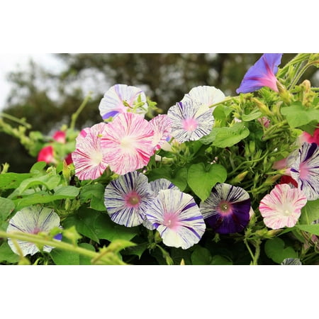 40 CARNEVALE di VENEZIA MORNING GLORY Pink & Purple with White Stripes Ipomoea Purpurea Flower Vine Seeds