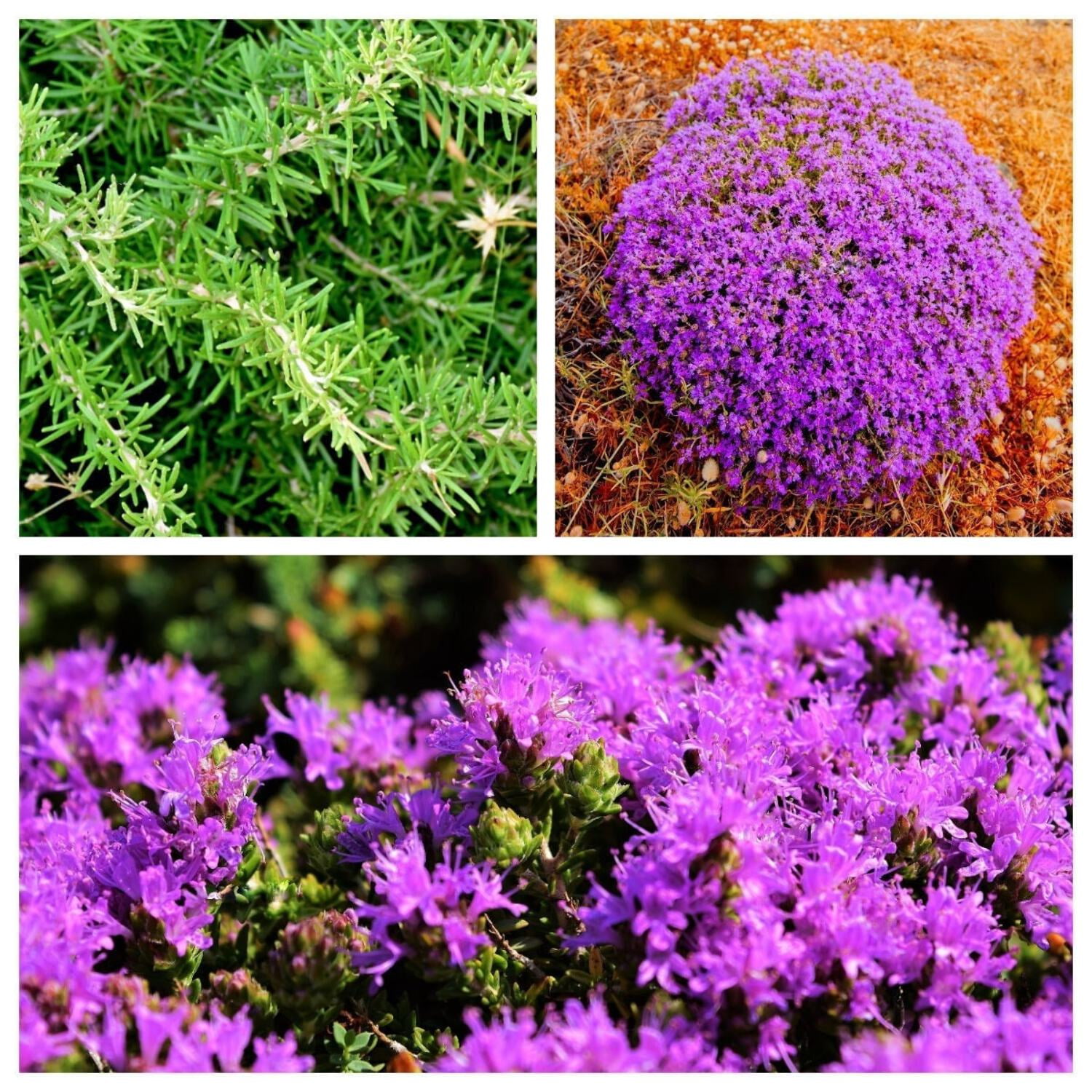 40 CONEHEAD THYME Thymus Capitatus syn. Thymbra Capitata