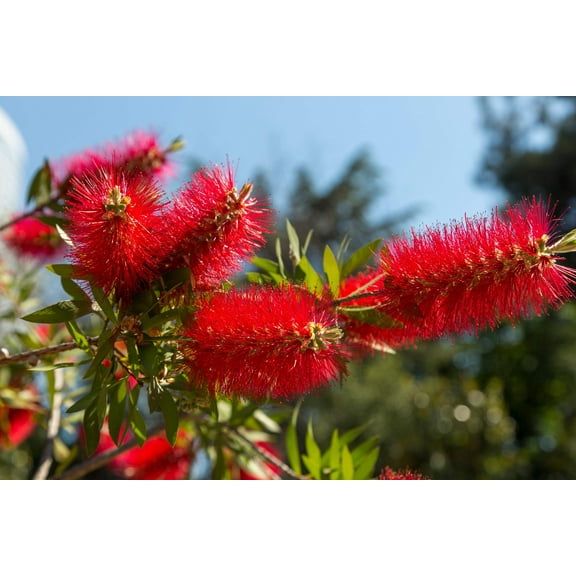 40 CRIMSON BOTTLEBRUSH Callistemon Citrinus Flowering Shrub Bush Small Tree Seeds