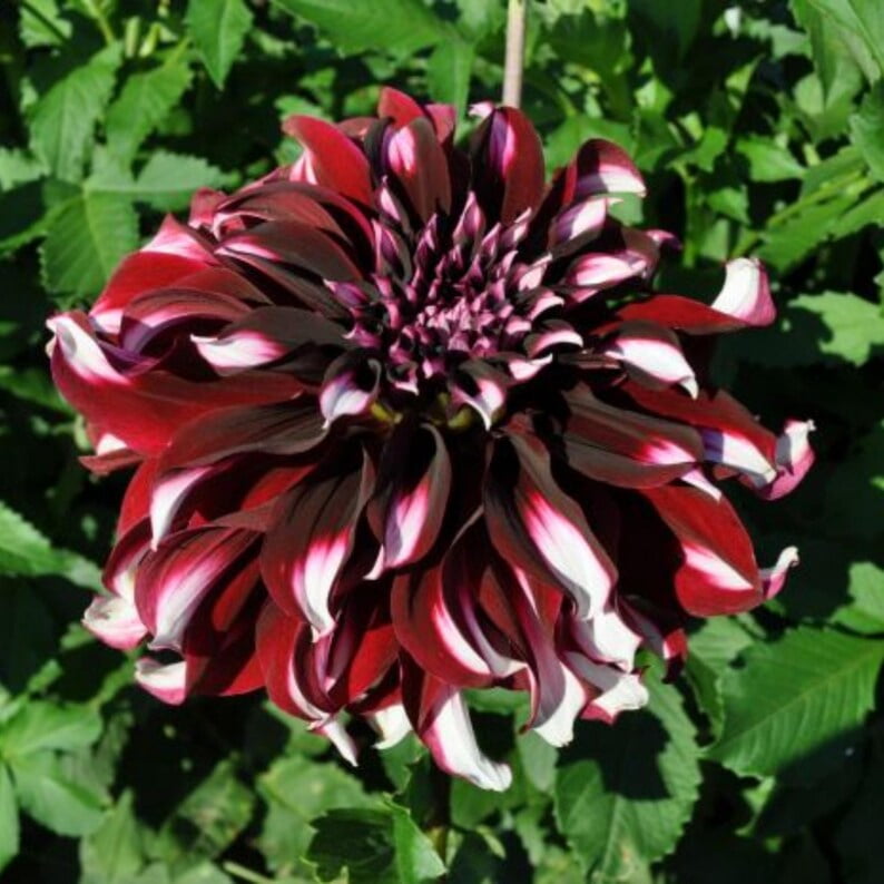 40 Dahlia Seeds Pack - Heirloom, Pollinator Friendly,, Mix for Garden Blooms