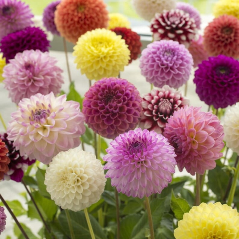 40 Dahlia Seeds Pack - Ultimate Dinnerplate Collection - Pollinator Friendly - Heirloom Flower Seeds Mix for Gardens