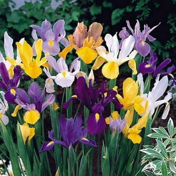40 Dutch Iris Bulbs, Mixed