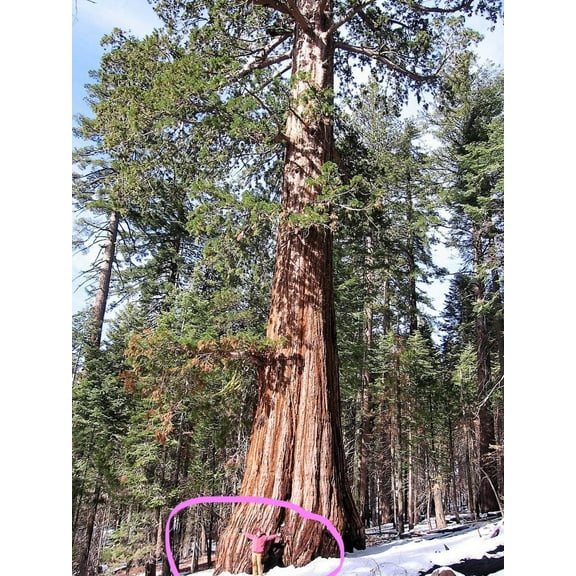 40 GIANT SEQUOIA Sequoiadendron Giganteum Sierra Redwood Tree Seeds