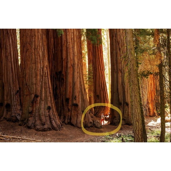 40 GIANT SEQUOIA Sequoiadendron Giganteum Sierra Redwood Tree Seeds