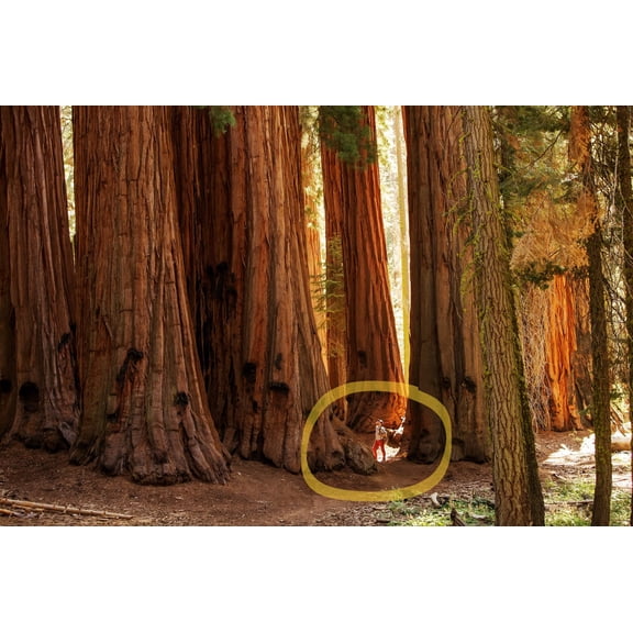 40 GIANT SEQUOIA Sequoiadendron Giganteum Sierra Redwood Tree Seeds