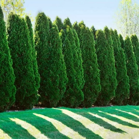 40 Giant Thuja Tree Seeds for Planting - American Arborvitae, Thuja occidentalis - Privacy or Landscaping Tree