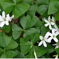 thumbnail image 1 of 40 Green Shamrock Bulbs to Grow Oxalis Regnelli Shamrocks, 1 of 2