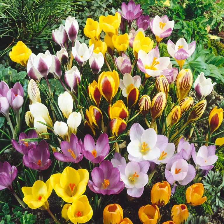 Jumbo Large Crocus Mix 40 Bulbs Jumbo Large Crocus Mix 40 Bulbs