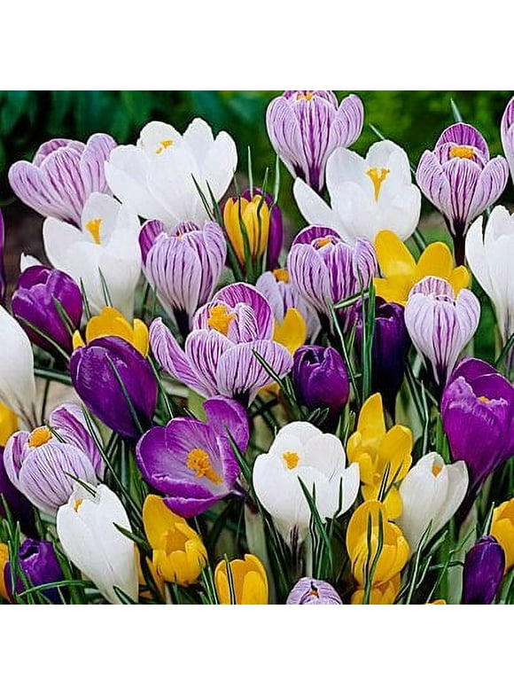 Plant Bulbs in Live Plants