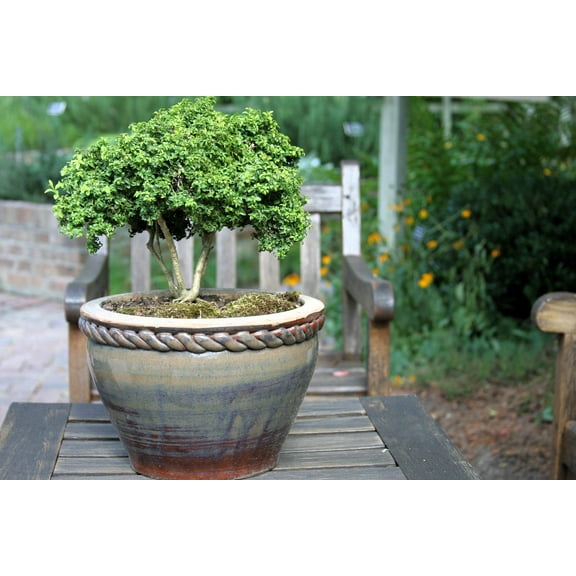 40 LITTLELEAF BOXWOOD Korean Buxus Microphylla Koreana Shrub Seeds