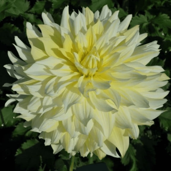 40 Mix Color Dahlia Seeds