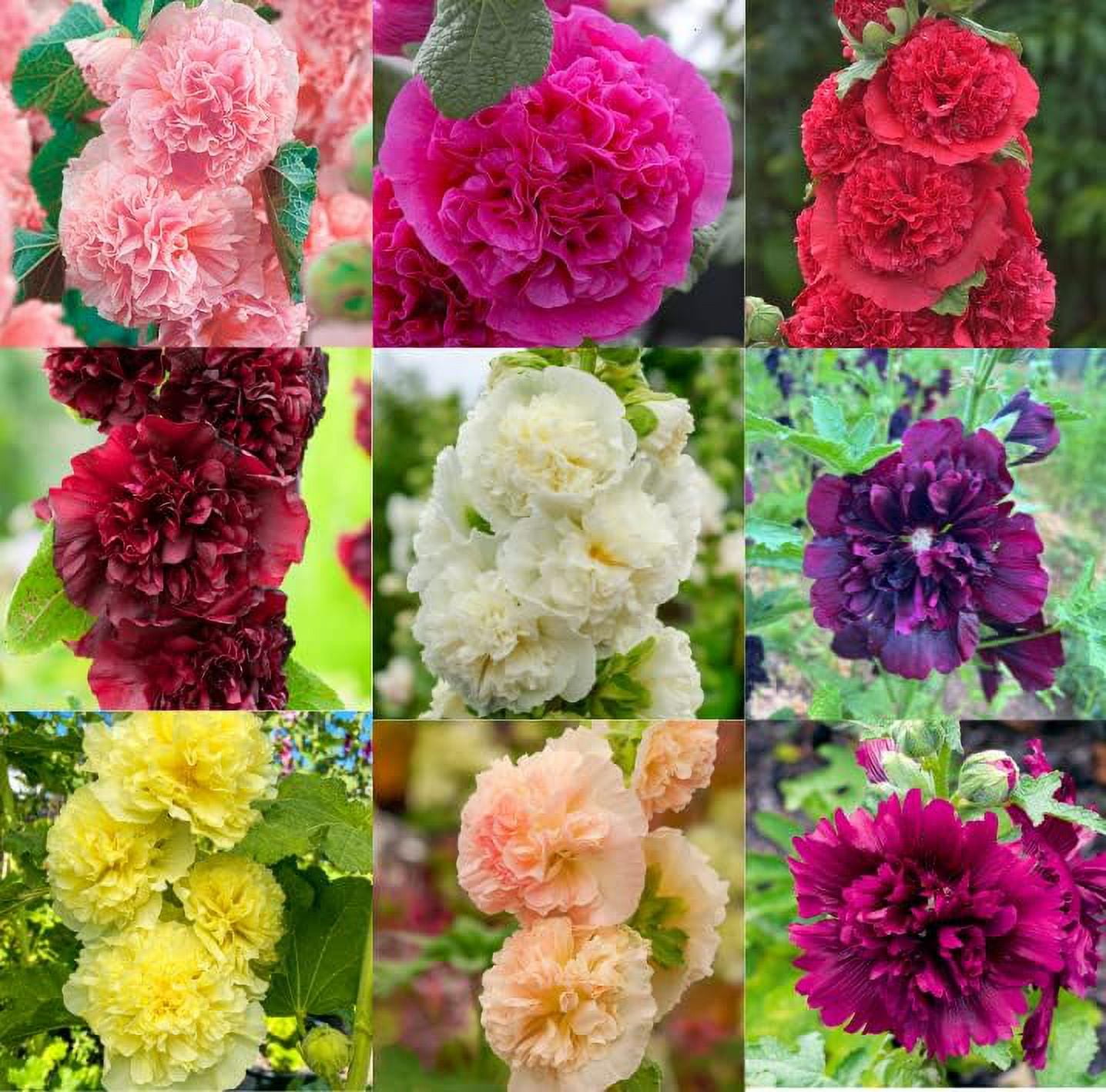 40 Mix Double Hollyhock Seeds for Planting Flower Perennial Vine