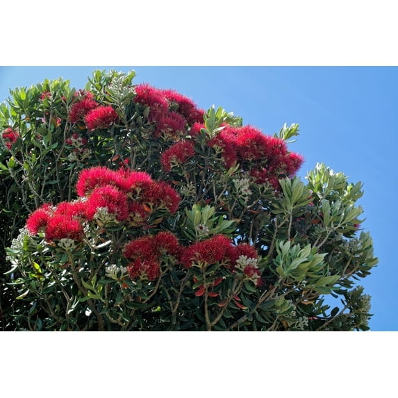 CZ Grain 40 New Zealand Christmas Tree Plant Seeds, Attractive