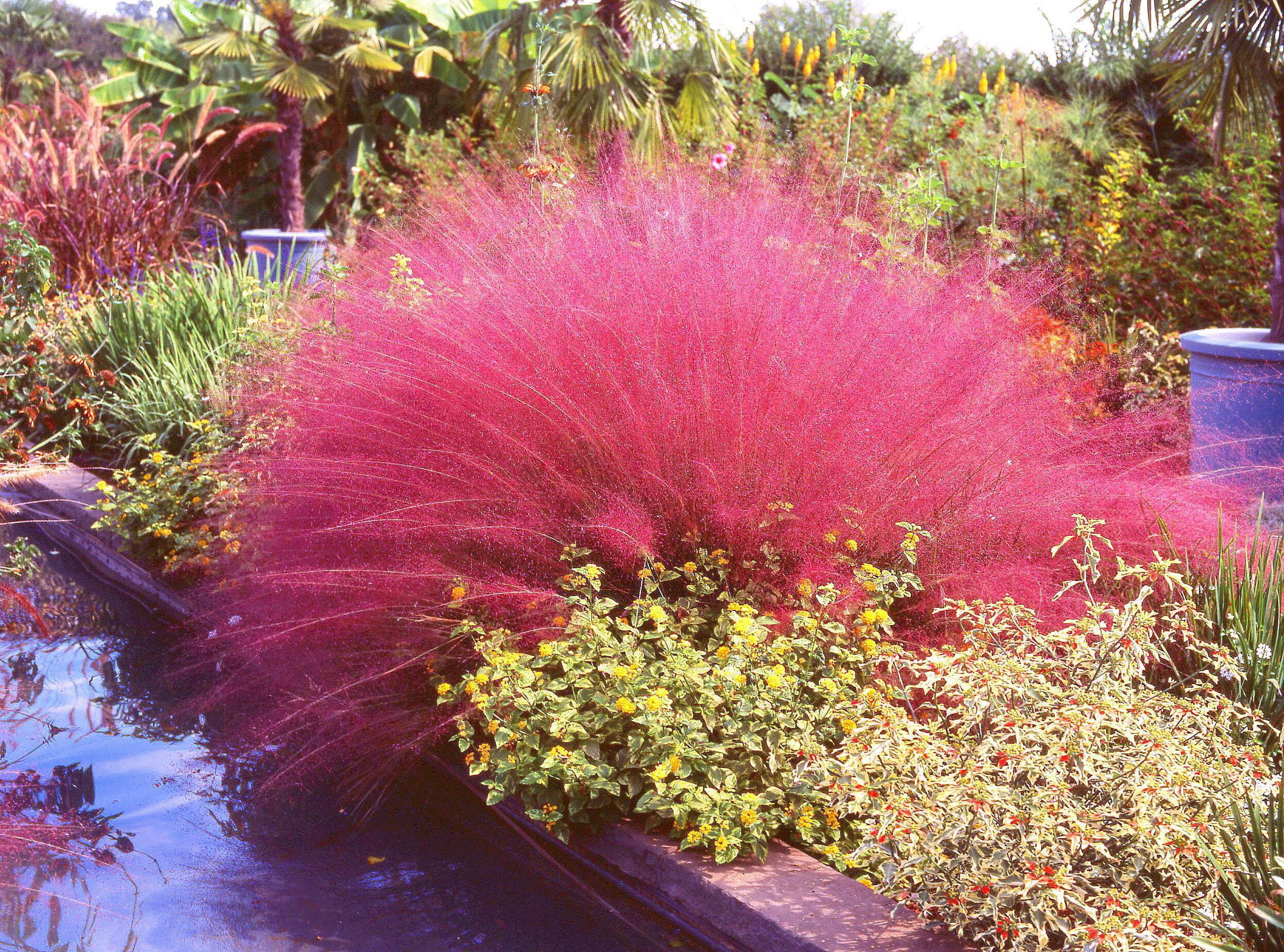 40 PINK MUHLY GRASS Cotton Candy Grass Muhlenbergia Capillaris Native
