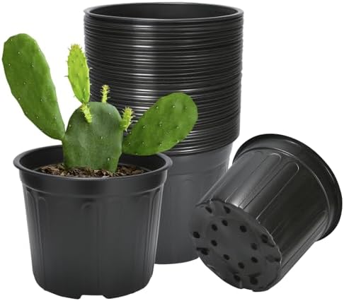 bonsai tree growing kit Bonsai Tree (Japanese Black Pine) Seed Grow Kit The Jonsteen Company