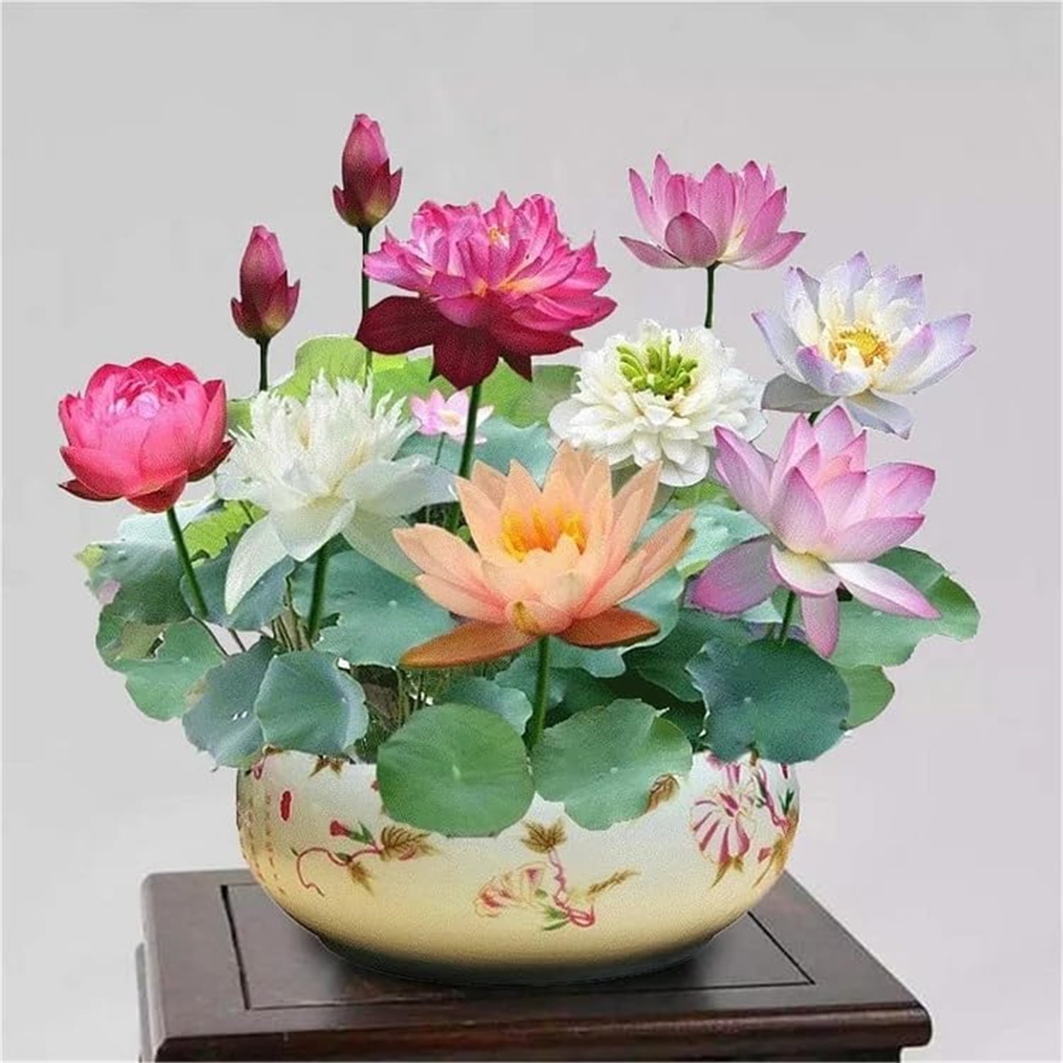 40 Pcs Bonsai Lotus Seeds for Planting Bowl Lotus Seeds, Water Lily Flower Plant Seeds