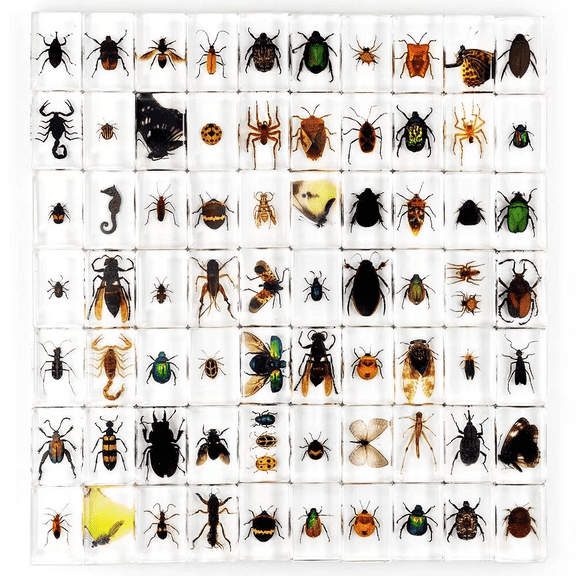 40 Pcs Insect Specimen Bugs in Resin Collection Flower Shell Plant Resin lot