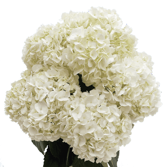 40 Premium White Hydrangea Flowers- Beautiful Fresh Cut Flowers- Express Delivery