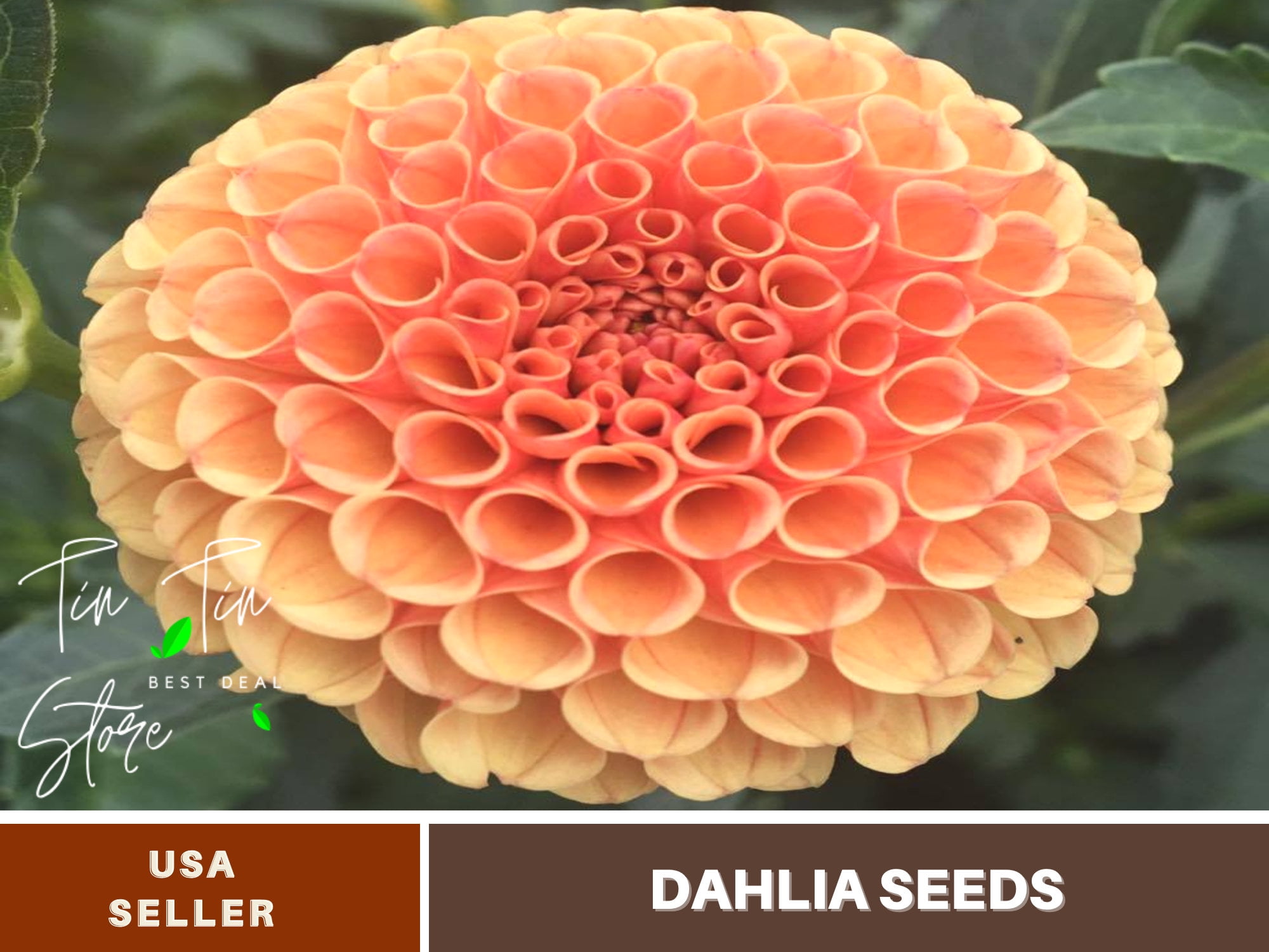 40+ Rare SeedsAmber Queen Dahlia SeedsD005Authentic SeedsFlowers
