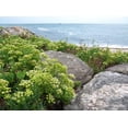 thumbnail image 1 of 40 SEA FENNEL Rock Samphire Crithmum Maritimum Fragrant Herb Edible Vegetable Yellow Flower Seeds, 1 of 10