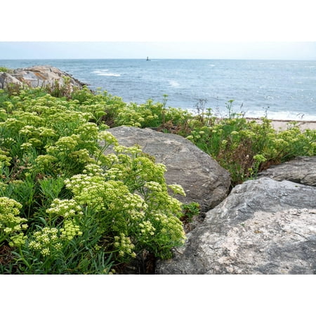 40 SEA FENNEL Rock Samphire Crithmum Maritimum Fragrant Herb Edible Vegetable Yellow Flower Seeds