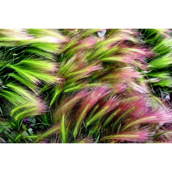 40 SQUIRREL TAIL Barley GRASS (Foxtail Barley) Hordeum Jubatum Ornamental Seeds