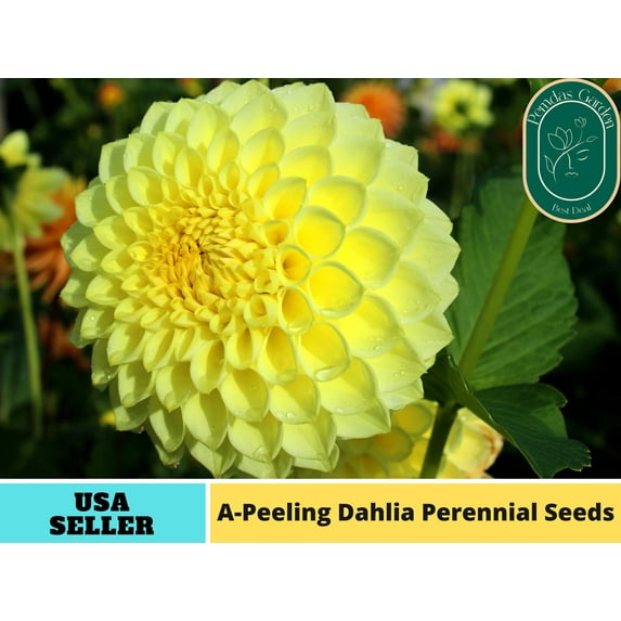 40+ Seeds| A-Peeling Dahlia Seeds - Authentic Seeds - Perennial~ GMO Free ~Flower seeds~ Vegetable seeds~ Asian Garden~ Herbs B5G1#D001