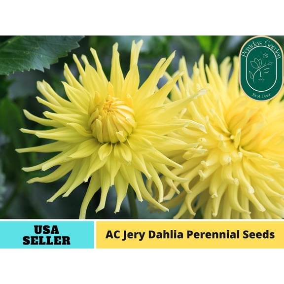 40+ Seeds| AC Jery Dahlia Seeds - Authentic Seeds - Perennial~ GMO Free ~Flower seeds~ Vegetable seeds~ Asian Garden~ Herbs B5G1#D002